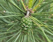 Zielone szyszki sosny Bio  przedsprzedaż 2026