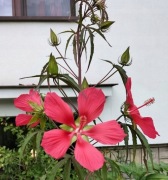 Hibiscus Coccineus TEXAS red STAR 5 n
