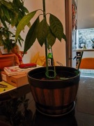 Sadzonka awokado z pestki.