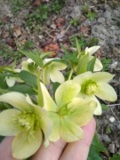 ciemiernik zielony helleborus viridis 25 nasion