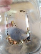 Armadillidium vulgare KOLOROWY MIX 12 sztuk 