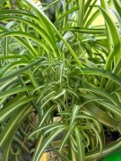 Zielnistka kręcone liście 