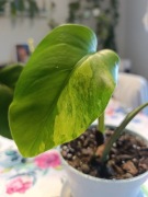Monstera deliciosa marmorata / aurea