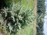  Sprzedam choinki - Świerk srebrny hurt.