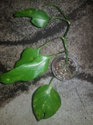 Epipremnum pinatum pinnatum  skelton key 