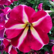 Petunia dwubarwna - Amore Queen of Hearts