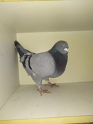 Gołębie Homery 2020 młode