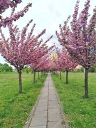 Internet Światłowód Orange 