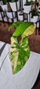 Okazja! Wyjazd ! Syngonium Aurea piękna ukorzeniona szczepka+ zielistka 