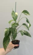 Epipremnum pinnatum variegata