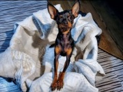 Praski Ratler 1,6 kg - 1,8 kg Prague Ratter Prazsky Krysarik Ratlerek