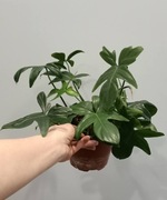 Philodendron pedatum 