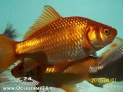 KARAŚ KOLOR,KARP KOI,ORFA,KARP,AMUR,TOŁPYGA,LIN,SZCZUPAK RYBY DO OCZEK