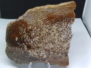 Zagatyzowana kość dinozaura ( gembone) z Utah. USA