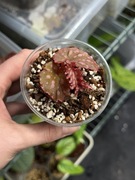 Begonia | nie hoja, hoya