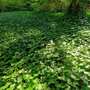 BLUSZCZ HEDERA HELIX ZIMOZIELONE  3,30 zł /szt