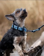 Obroża zatrzaskową/półzaciskowa taśma 3,7