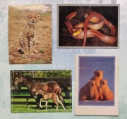 Pocztówki ze zwierzętami gepard, koń, wąż, niedźwiedź
