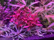 Ludwigia sp Mini Red, sadzonka ok 7 cm, hodowla podwodna 