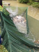 KARP handlowy - sprzedam