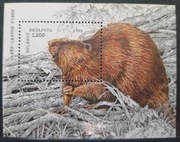 Fauna zwierzęta bóbr Białoruś