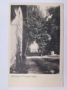 SULIKI Dohrings k. Sępopol Korsze  