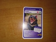 Najgroźniejsze Diabeł Tasmański nr 50 Super Zwierzaki Biedronka