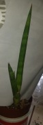 Sansevieria sansewieria Boncel