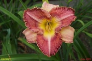Hemerocallis / Liliowiec: Horacy