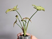 Syngonium Pink Rolli kolekcjonerskie w hydroponice 