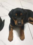 Psy rasy polskie gończy