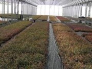 Piękne sadzonki borowki w c2  6,50 zł sztuka