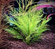 Hygrophila balsamica – Sadzonka z hodowli podwodnej min.10 cm