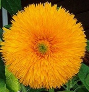 Słonecznik Sonnengold - niski 