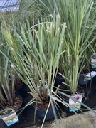 Trawa pampasowa różne odmiany. Bardzo duże sadzonki