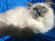 Kocięta Ragdoll z rodowodem FPL