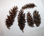 5x szyszki sosny wejmutki długie do dekoracji stroika na Boże Narodzenie