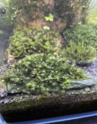 Mech fissidens miroshaki