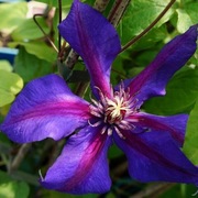 Clematis Mrs Thompson p9 wysyłka Marzec 