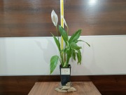 Skrzydłokwiaty w doniczkach - żywe kwiaty - różne rozmiary