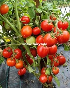 Pomidor Snow Fairytale.  Najwcześniejszy. Samokończacy do donic i gruntu