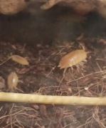 Isopody "Porcellio Laevis" (Powder Orange) - Mix 40 sztuk