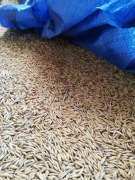 Owies paszowy luzem 1 tona