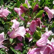 Clematis Alionushka p9 wysyłka Marzec