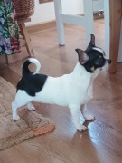 Chihuahua chłopiec, XS spokojny 