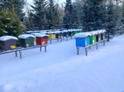 Rodziny pszczele przezimowane- na ramce Dadant