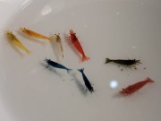 Krewetki kolorowe do akwarium 16szt