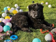 Owczarek Niemiecki Owczarki Niemieckie Długowłosy Czarny Pies