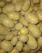 Ziemniaki Queen Anne eko bez chemii i nawozów ekologiczne 