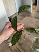 Hoya Crasipetiolata ukorzeniona
